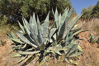 Agave plant in California. Copyrighted by Marc Ryckaert and used under Creative Commons license. Resized.