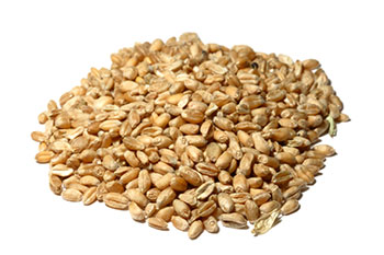 Barley, the grain
