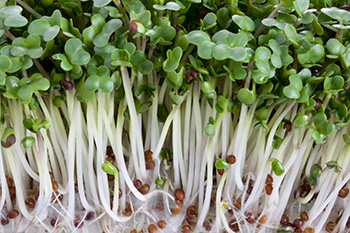 macro shot of fresh alfalfa sprouts