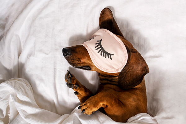 a red dachshund in a sleeping mask on a slightly rumpled bed