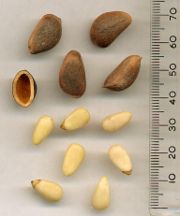 Korean Pine Seeds